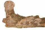 Triceratops Mandible (Lower Jaw) On Stand - Wyoming #192545-3